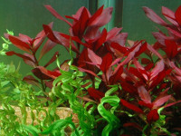 Снимка на Ludwigia repens (Forst,  1771)